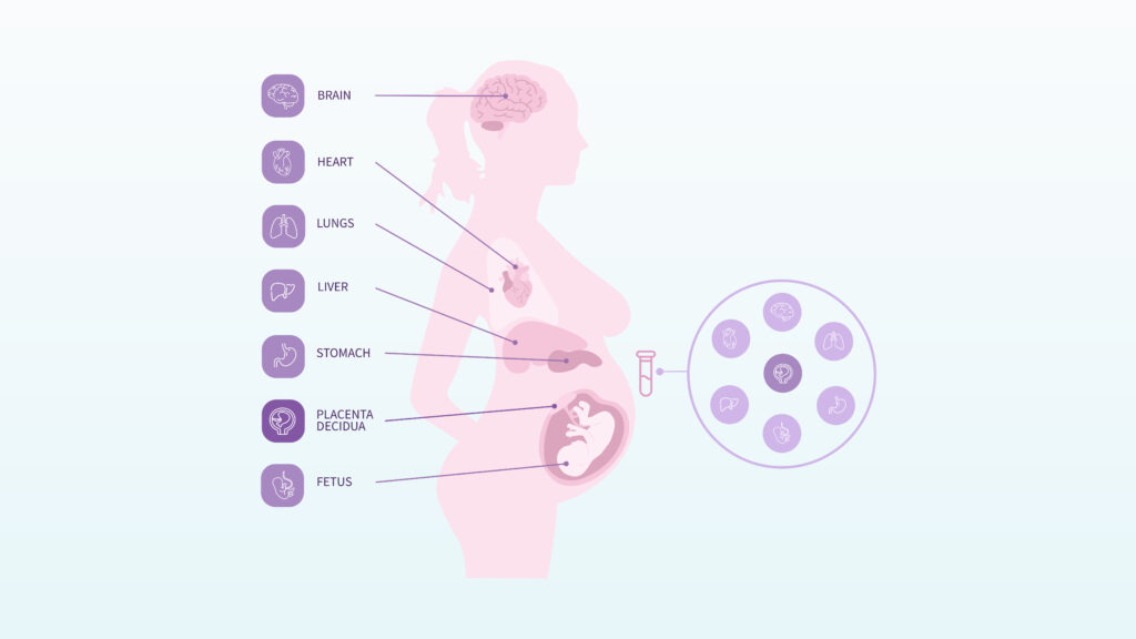Cell-free RNA signals in maternal blood during pregnancy